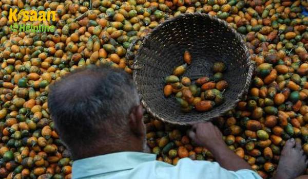 500 रुपये प्रति किलोग्राम के साथ सफेद सुपारी की कीमतें 82 प्रतिशत तक बढ़ गयी 500 रुपये प्रति किलोग्राम के साथ सफेद सुपारी की कीमतें 82 प्रतिशत तक बढ़ गयी